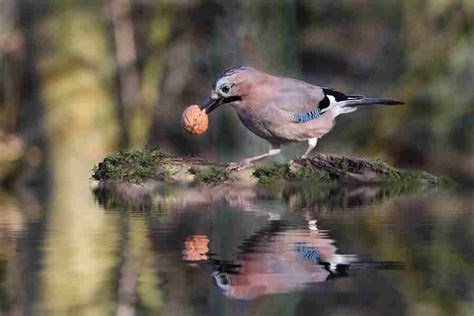 What Does A Blue Jay Sound Like? Discovering The Varied Sounds Of Blue Jays