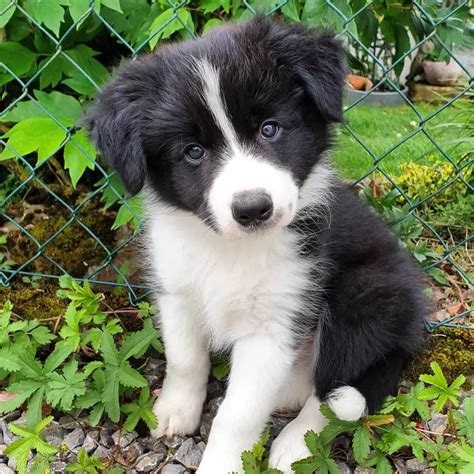 15 Adorable Photos Of Border Collie Puppies That Will Make Everyone ...