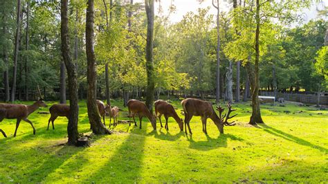 20 Extraordinary Facts About New Forest Wildlife Park - Facts.net