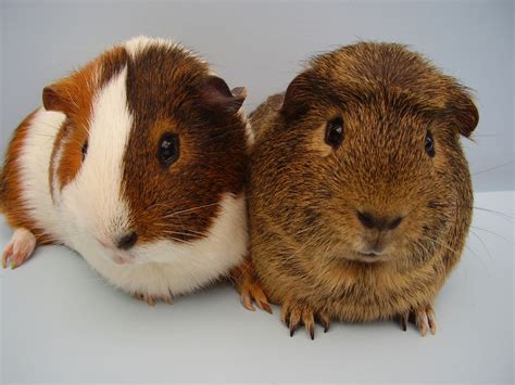 Glynneath Guinea Pig Rescue 01639 721127