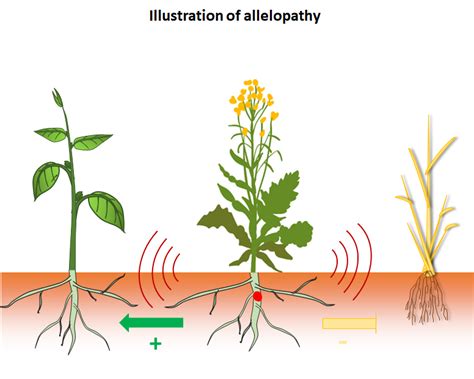 SAS team from IJPB paves the way for the comprehension of allelopathic ...