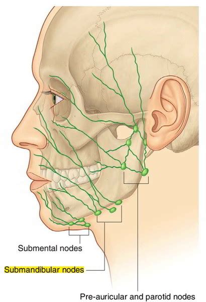 Submandibular Lymph Nodes – Earth's Lab