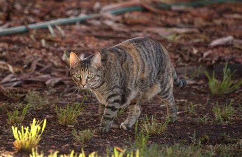 Why Australia plans to cull millions of feral cats • Earth.com