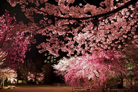 When Is 2024 Japan Cherry Blossom Festival - Ninon Anastasie