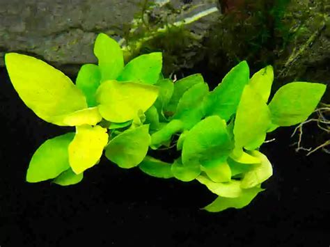 Unveiling the Hidden Power of Anubias Aquarium Plants