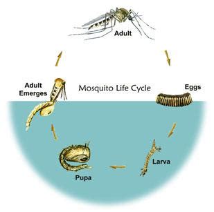 Mosquito Life Cycle | Mosquito Control | US EPA