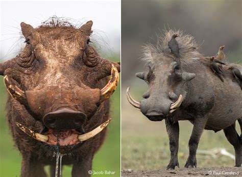 Warthog - Africa Geographic