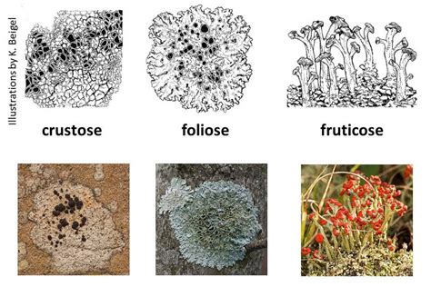 lichen | OSU Bio Museum