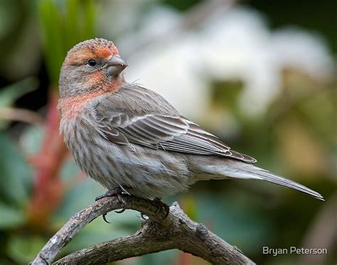 "Female Purple Finch" by Bryan Peterson | Redbubble