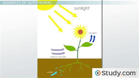 Autotrophs: Definition, Examples & Types - Video & Lesson Transcript ...