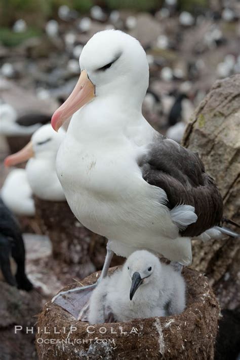 Black-browed albatross, adult on nest with chick, Thalassarche ...