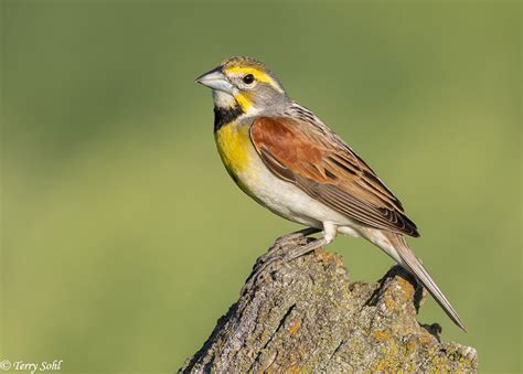 Dickcissel - South Dakota Birds and Birding