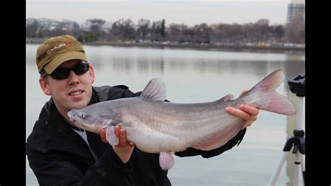 Hand-Over-Fist Catfish and Carp fishing in Washington DC - YouTube