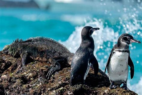 Galapagos Islands Animals & Wildlife - Bucket List Ecuador Travel