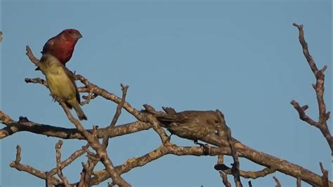 House Finch mating behavior for eBird Documention - YouTube