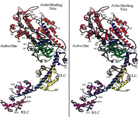 The structure of the myosin head (S1). Stereo diagram of the myosin ...