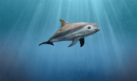 Facts about Vaquitas: The most endangered marine mammal