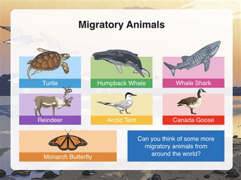 What are behavioural adaptations? - Twinkl