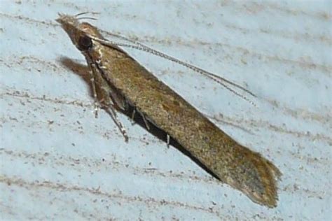 palmerworm moth - Dichomeris ligulella - BugGuide.Net