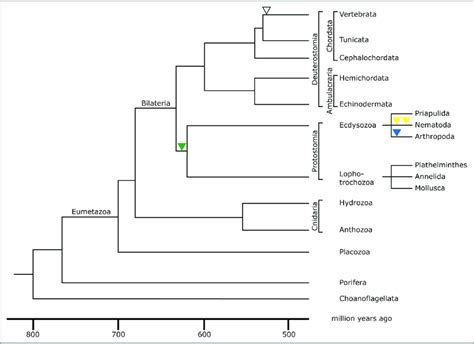 Phylogenetic tree of the metazoan lineage. The tree was modified from ...