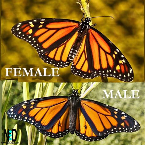 How to Tell Male and Female Monarch Apart - Nikki Lynn Design