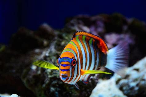 Harlequin Fish Photo by Dave Parmelee — National Geographic Your Shot ...