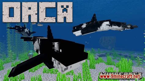 Orca / Killer Whale Addon (1.19, 1.18) - MCPE/Bedrock Mod - Mc-Mod.Net