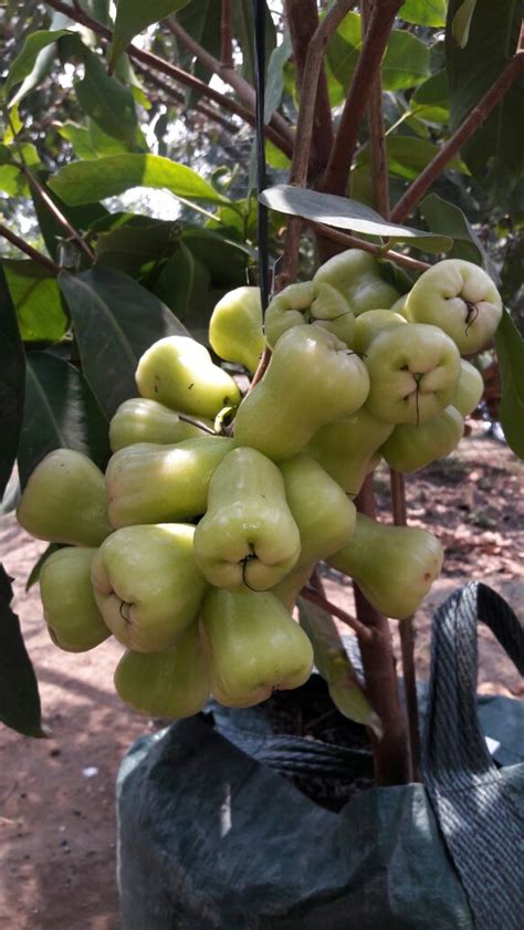 Progoraya Nursery Ungaran: JAMBU MADU DELI HIJAU (MDH)