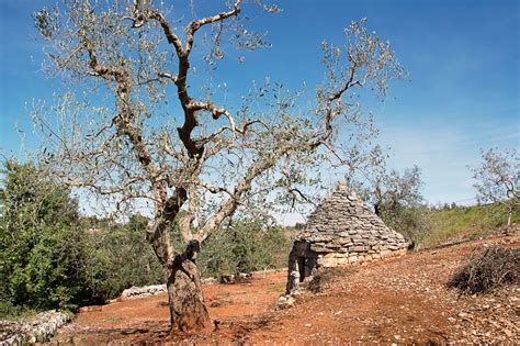 Xylella fastidiosa : what is it and how fight it