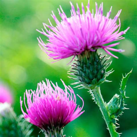 Milk Thistle - Health Benefits & Side Effects of Milk Thistle