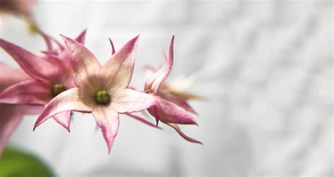 Asclepiadoideae Milkweeds flower 3168679 Stock Photo at Vecteezy