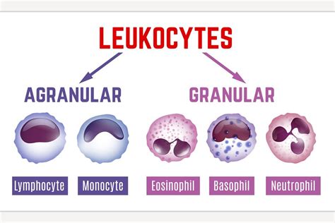 Leukocytes scheme image | Custom-Designed Illustrations ~ Creative Market