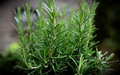 Rosemary Herbs Herb Garden - Free photo on Pixabay - Pixabay