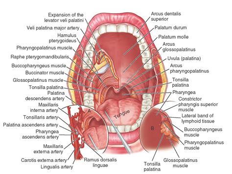 The Temporomandibular Joints, Teeth, and Muscles, and Their Functions ...