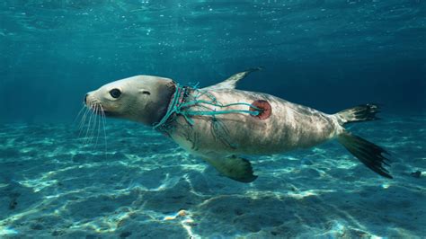 Dampak Sampah Plastik di Laut, Berbahaya Banget