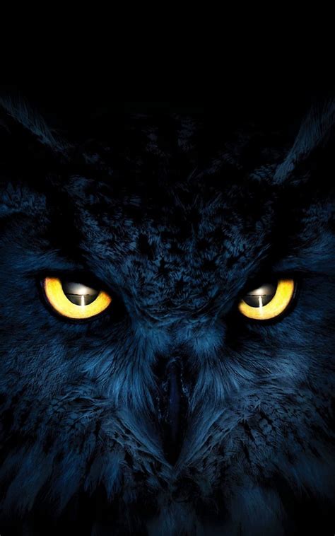 «Owl phone wallpaper» 1080P, 2k, 4k Full HD Wallpapers, Backgrounds ...