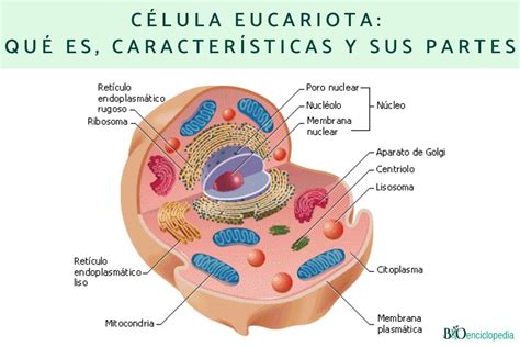 Célula eucariota: qué es, características y sus partes - Resumen para ...