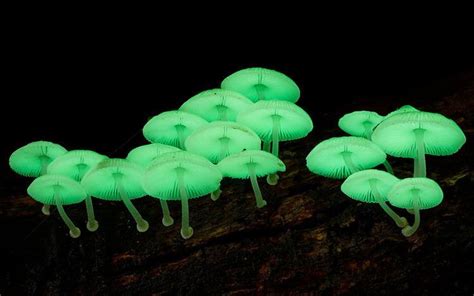 Mycena chlorophos - Alchetron, The Free Social Encyclopedia