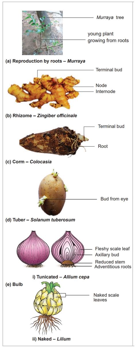 Vegetative Propagation: Know the Definition, Types, & More- Embibe