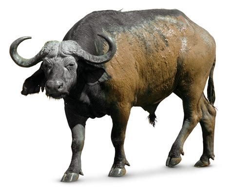 African Buffalo Facts | What Do Buffalo Eat? | DK Find Out