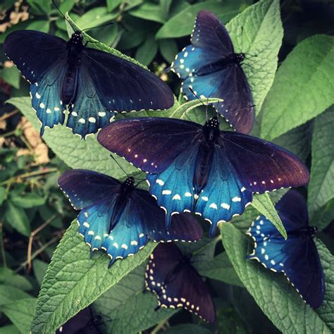 How one man repopulated a rare butterfly species in his backyard - Vox