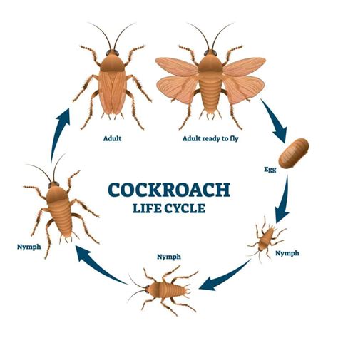 What Cockroach Larvae Look Like - IMP WORLD