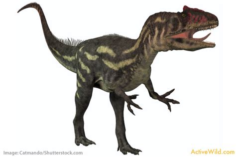 Allosaurus Facts for Kids & Adults: Pictures, Information & Video