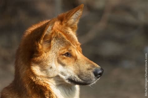 Dingo Facts, Info & Pictures: Life, Habitat, Diet, Threats & More