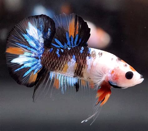 betta candy koi Betta (siamese fighting fish) - koiaquarium