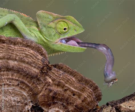 Chameleon tongue Stock Photo | Adobe Stock