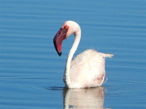 When to see Flamingos on Lake Nakuru National Park | Lake Nakuru