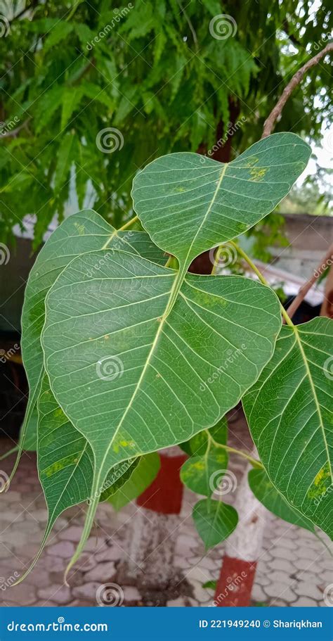 Peepal Or Ficus Religiosa Tree Leaves Stock Photography | CartoonDealer ...