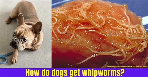 How do dogs get whipworms? Treatment and prevention