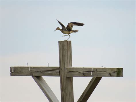 New VCE Study Reveals Surprising Upland Sandpiper Migration Patterns ...